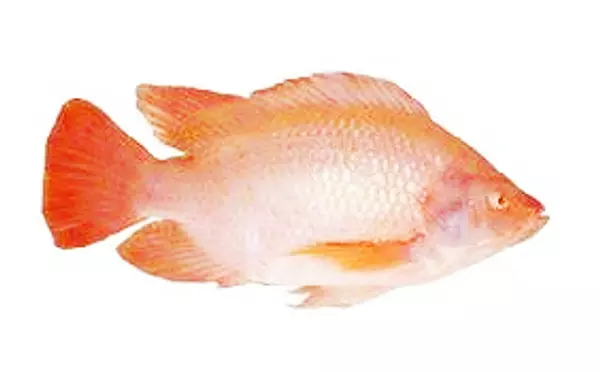 Mojarra