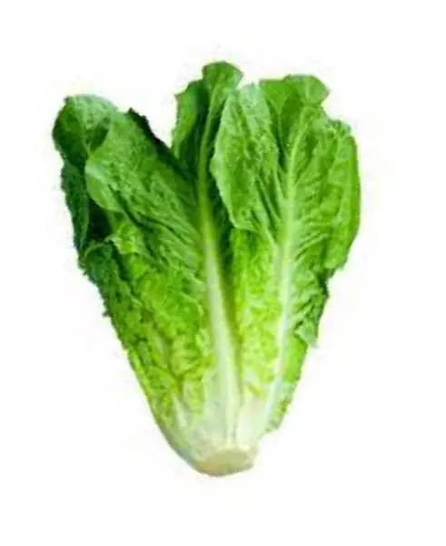 Lechuga Romana